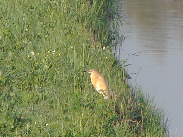 Sgarza ciuffetto